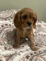 Penelope, a male Cavalier King Charles Spaniel for sale in Meridian, ID – Photo 3 of 5