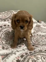 Penelope, a male Cavalier King Charles Spaniel for sale in Meridian, ID – Photo 4 of 5