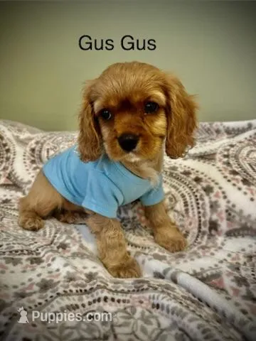 Gus Gus