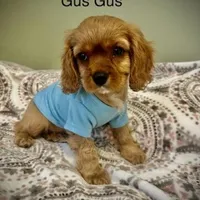 Gus Gus, a male Cavalier King Charles Spaniel for sale in Meridian, ID – Photo 1 of 4