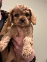 Gus Gus, a male Cavalier King Charles Spaniel for sale in Meridian, ID – Photo 1 of 4