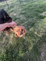 Gus Gus, a male Cavalier King Charles Spaniel for sale in Meridian, ID – Photo 3 of 4