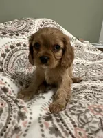 Gus Gus, a male Cavalier King Charles Spaniel for sale in Meridian, ID – Photo 2 of 4