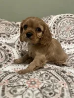 Gus Gus, a male Cavalier King Charles Spaniel for sale in Meridian, ID – Photo 4 of 4