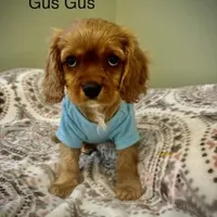 Gus Gus, a male Cavalier King Charles Spaniel for sale in Meridian, ID – Photo 2 of 4