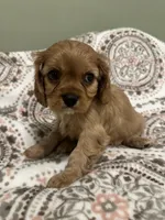 Gus Gus, a male Cavalier King Charles Spaniel for sale in Meridian, ID – Photo 3 of 4