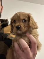 George, a male Cavalier King Charles Spaniel for sale in Meridian, ID – Photo 1 of 5