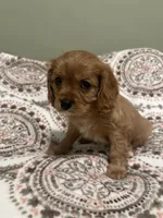 George, a male Cavalier King Charles Spaniel for sale in Meridian, ID – Photo 4 of 5