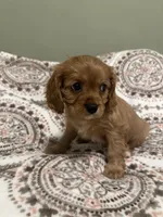 George, a male Cavalier King Charles Spaniel for sale in Meridian, ID – Photo 5 of 5