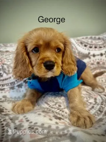 George