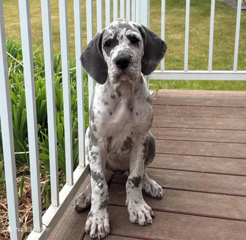 MORSY – Great Dane puppy for sale in Houston, TX