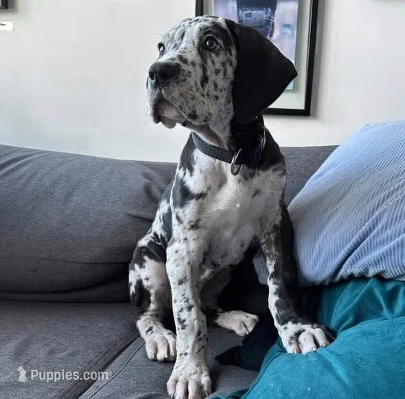 Biggy – Great Dane puppy for sale in Houston, TX