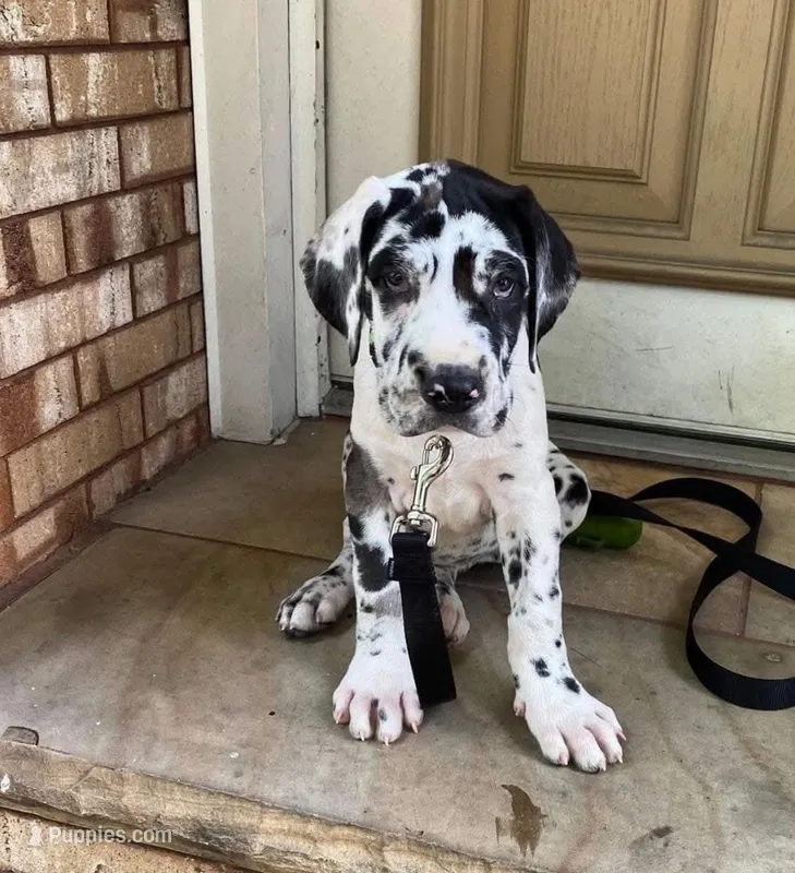 ELIA – Great Dane puppy for sale in Houston, TX