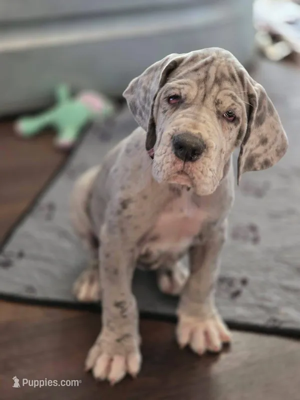 SAMMY – Great Dane puppy for sale in Houston, TX