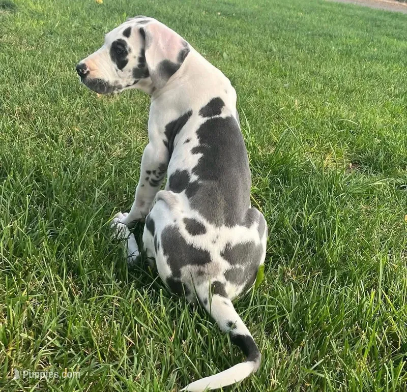 Duke – Great Dane puppy for sale in Houston, TX