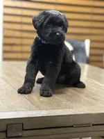 Cupid, a male Giant Schnauzer for sale in Bowling Green, KY – Photo 1 of 2