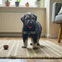 Romeo, a male Giant Schnauzer for sale in Bowling Green, KY – Photo 2 of 3