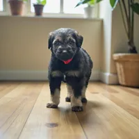 Romeo, a male Giant Schnauzer for sale in Bowling Green, KY – Photo 3 of 3