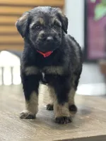 Romeo, a male Giant Schnauzer for sale in Bowling Green, KY – Photo 1 of 3