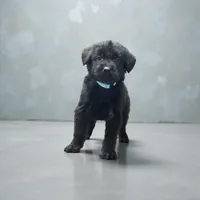 Beau, a male Giant Schnauzer for sale in Bowling Green, KY – Photo 1 of 2