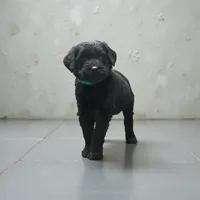 Angel , a female Giant Schnauzer for sale in Bowling Green, KY – Photo 1 of 2