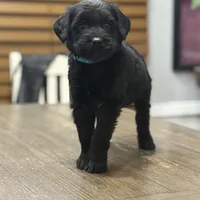 Angel , a female Giant Schnauzer for sale in Bowling Green, KY – Photo 2 of 2