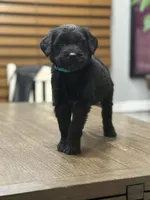 Angel , a female Giant Schnauzer for sale in Bowling Green, KY – Photo 2 of 2