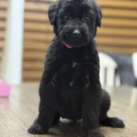 Juliet , a female Giant Schnauzer for sale in Bowling Green, KY – Photo 3 of 3