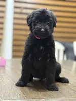 Juliet , a female Giant Schnauzer for sale in Bowling Green, KY – Photo 3 of 3