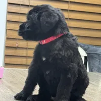 Juliet , a female Giant Schnauzer for sale in Bowling Green, KY – Photo 2 of 3