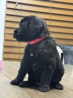Juliet , a female Giant Schnauzer for sale in Bowling Green, KY – Photo 2 of 3