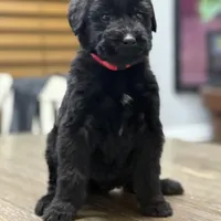 Juliet , a female Giant Schnauzer for sale in Bowling Green, KY – Photo 1 of 3