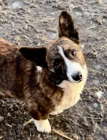 Cash, a male Cardigan Welsh Corgi for sale in Wapakoneta, OH – Photo 6 of 7