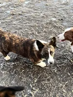 Cash, a male Cardigan Welsh Corgi for sale in Wapakoneta, OH – Photo 5 of 7