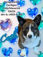 Cash, a male Cardigan Welsh Corgi for sale in Wapakoneta, OH – Photo 1 of 7