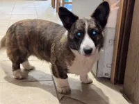 Cash, a male Cardigan Welsh Corgi for sale in Wapakoneta, OH – Photo 2 of 7