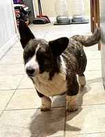 Cash, a male Cardigan Welsh Corgi for sale in Wapakoneta, OH – Photo 3 of 7