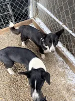Wolfie, a male Cardigan Welsh Corgi for sale in Wapakoneta, OH – Photo 3 of 5