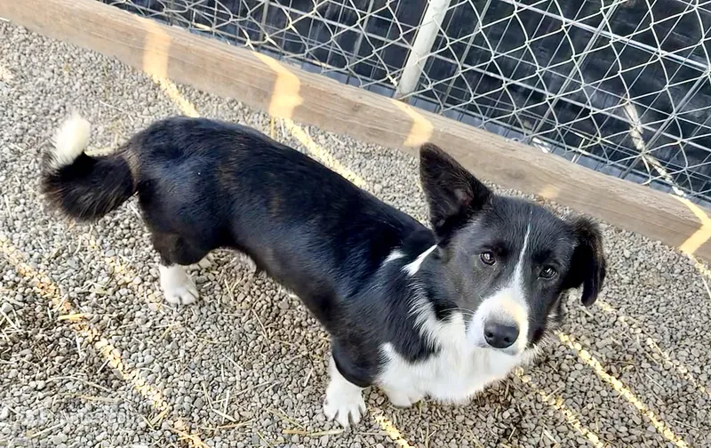 Wolfie – Cardigan Welsh Corgi puppy for sale in Wapakoneta, OH