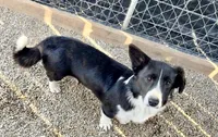 Wolfie, a male Cardigan Welsh Corgi for sale in Wapakoneta, OH – Photo 1 of 5