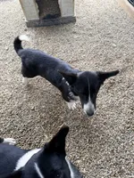 Wolfie, a male Cardigan Welsh Corgi for sale in Wapakoneta, OH – Photo 4 of 5