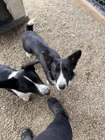 Wolfie, a male Cardigan Welsh Corgi for sale in Wapakoneta, OH – Photo 5 of 5
