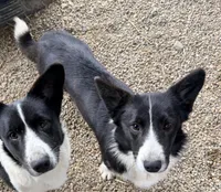 Wolfie, a male Cardigan Welsh Corgi for sale in Wapakoneta, OH – Photo 2 of 5