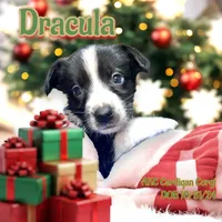 Dracula, a male Cardigan Welsh Corgi for sale in Wapakoneta, OH – Photo 6 of 8