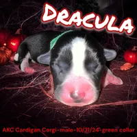 Dracula, a male Cardigan Welsh Corgi for sale in Wapakoneta, OH – Photo 8 of 8