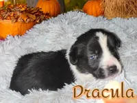 Dracula, a male Cardigan Welsh Corgi for sale in Wapakoneta, OH – Photo 7 of 8