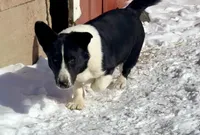 Dracula, a male Cardigan Welsh Corgi for sale in Wapakoneta, OH – Photo 3 of 8