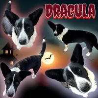 Dracula, a male Cardigan Welsh Corgi for sale in Wapakoneta, OH – Photo 5 of 8