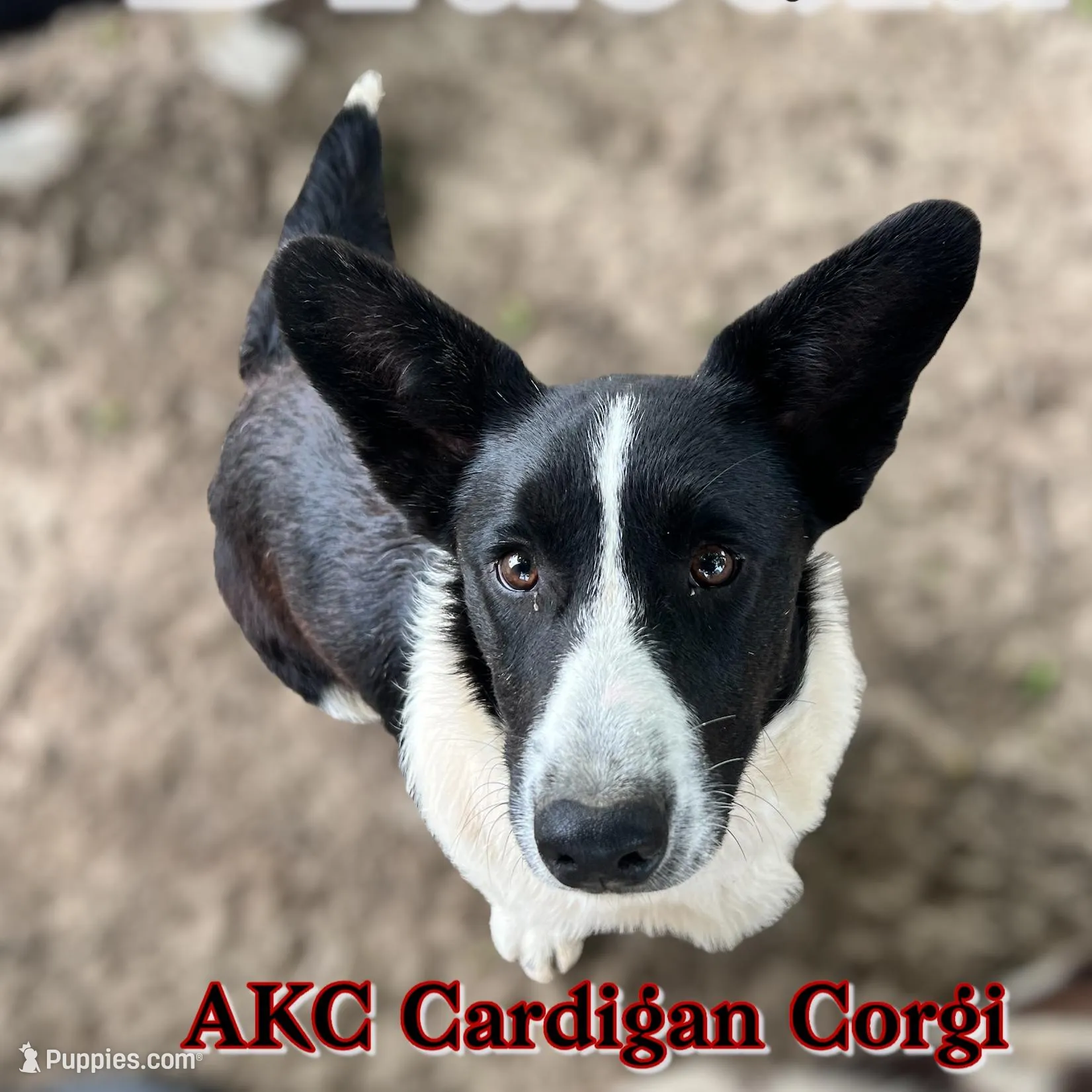 Dracula, a male Cardigan Welsh Corgi for sale in Wapakoneta, OH – Photo 1 of 8