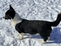 Dracula, a male Cardigan Welsh Corgi for sale in Wapakoneta, OH – Photo 4 of 8